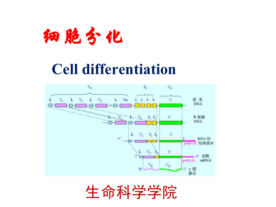 细胞生物学：细胞分化课件.ppt_第1页