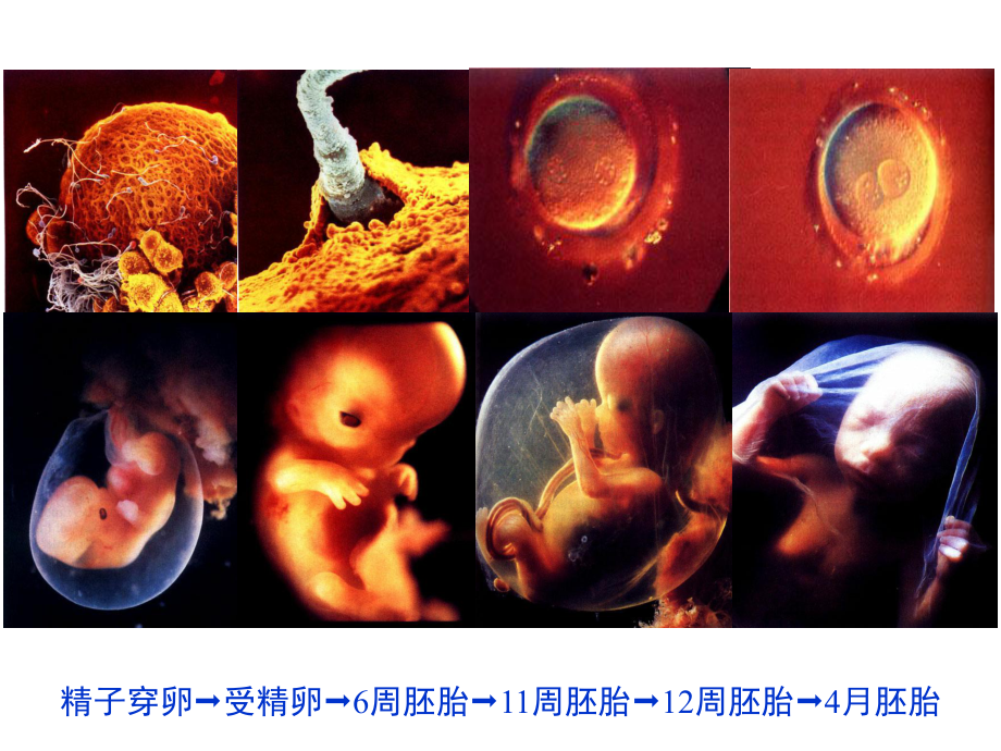 细胞生物学：细胞分化课件.ppt_第3页