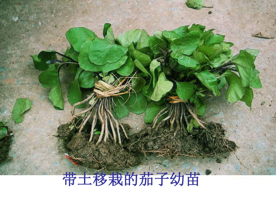 苏教版生物七年级上册353《植物生长需要水和无机盐》课件.ppt_第2页