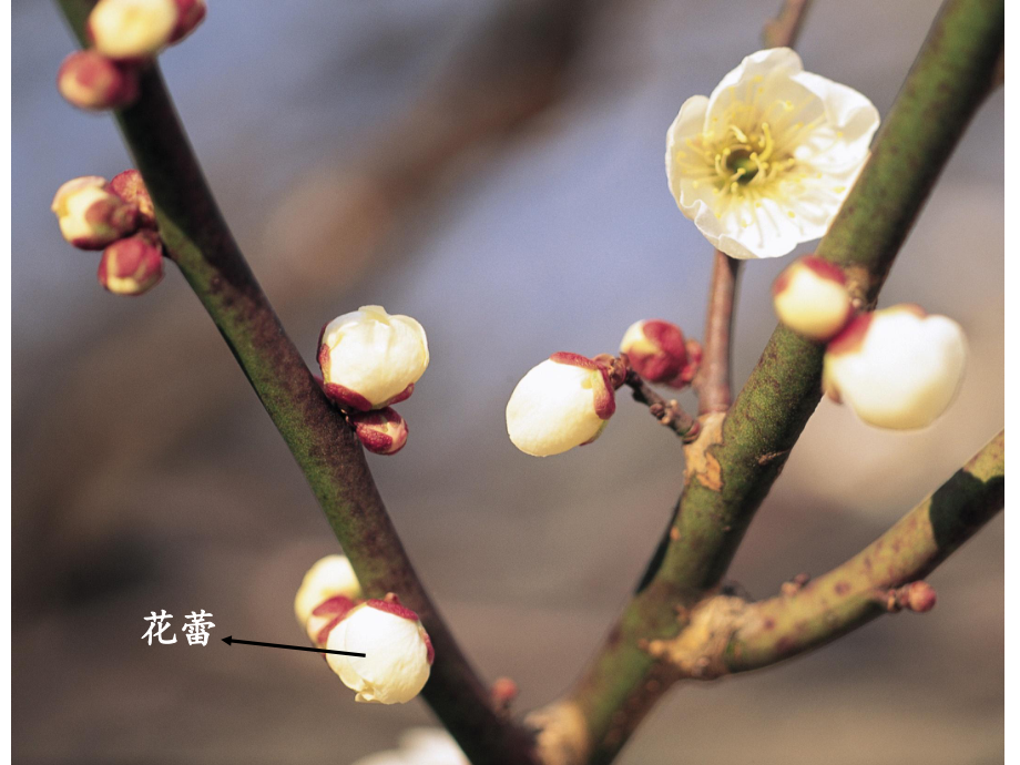 种子植物的有性生殖和发育课件.ppt_第2页