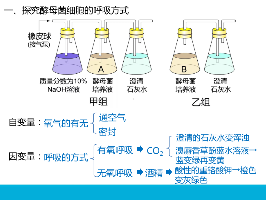 呼吸作用与光合作用[2]探究细胞呼吸的方式课件2021届高考一轮复习生物(共14张).pptx_第3页