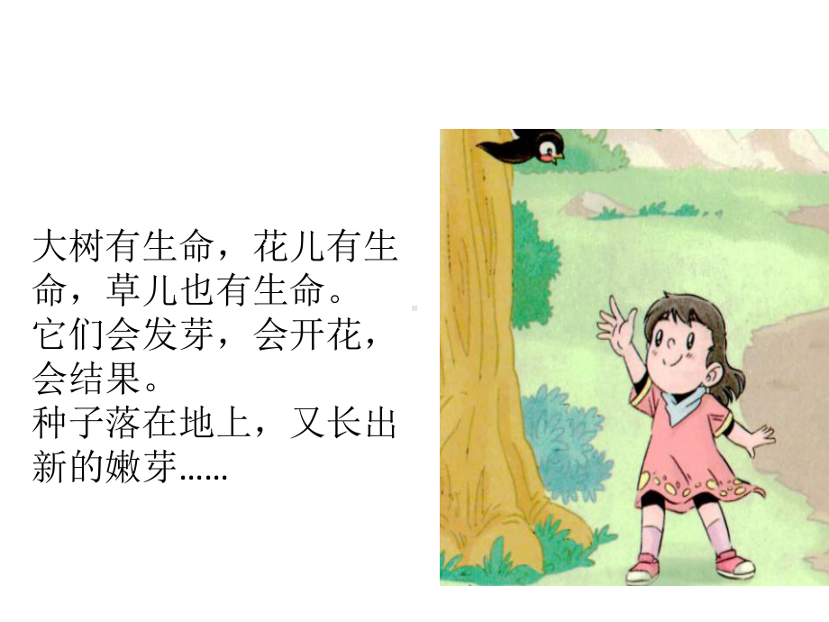 《花儿草儿真美丽》课件.ppt_第3页