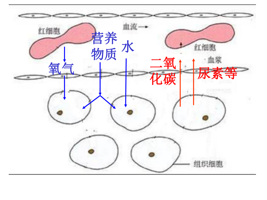 人教版七年级下册生物第五章人体内废物的排出.ppt_第3页