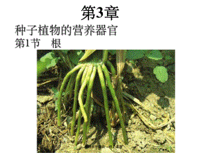 植物营养器官—根上课版课件.ppt