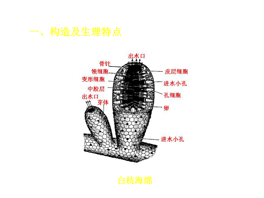 第五多孔动物门课件.ppt_第3页