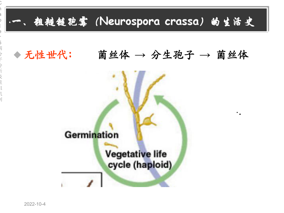 Chapter5四分子分析及重组机制.ppt_第3页