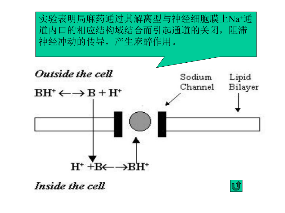 局部麻醉药PPT教学课件.ppt_第3页