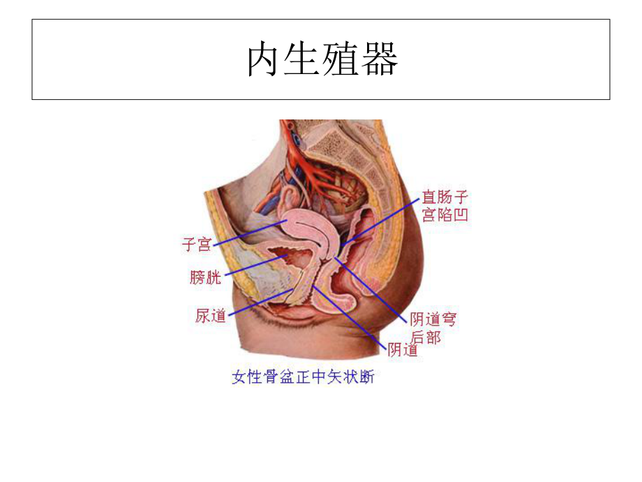 女性生殖系统.ppt_第3页