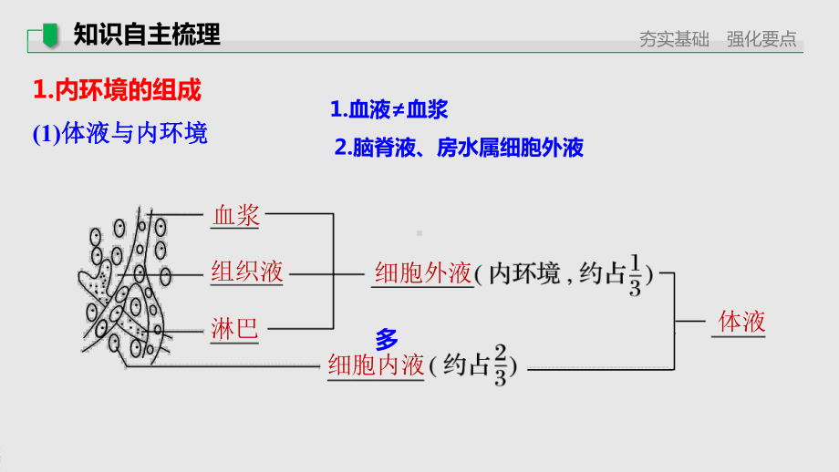 人教版高中生物一轮复习课件人体的内环境稳态及实例.pptx_第3页