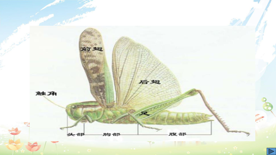 新人教版八年级生物下册昆虫的生殖和发育课件精选课件.ppt_第3页