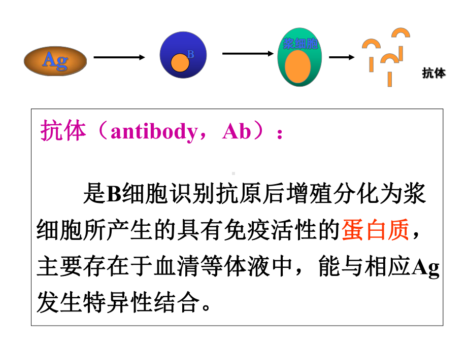 中西医结合免疫学第四章免疫球蛋白医学.ppt_第3页