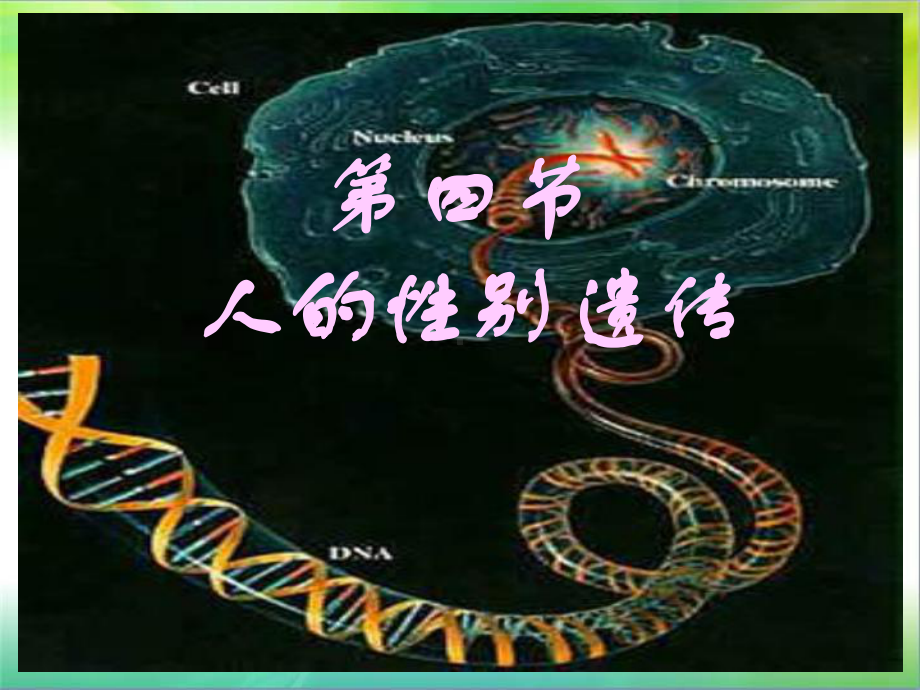 人教版八下生物724人的性别遗传课件(共20张).ppt_第2页