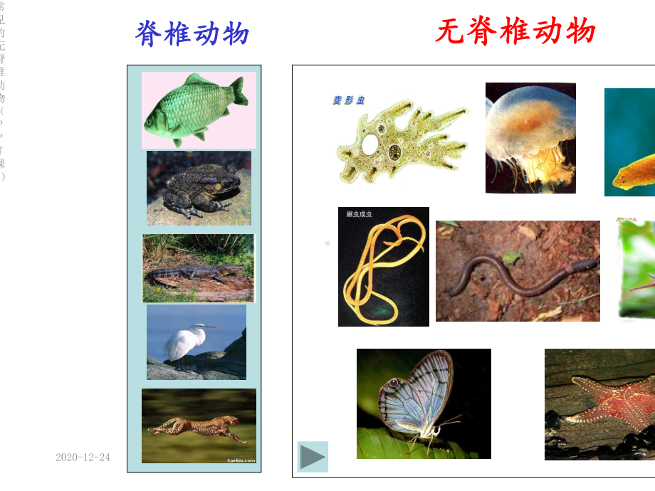 常见的无脊椎动物(PPT课件).ppt_第2页