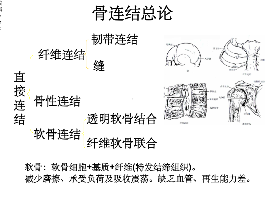 人体关节应用解剖学.ppt_第2页