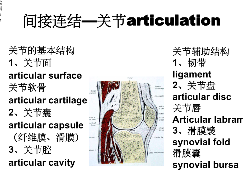 人体关节应用解剖学.ppt_第3页