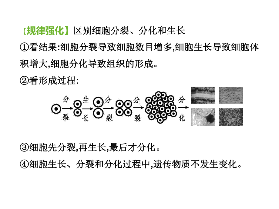 多细胞生物体的结构层次(课件).ppt_第1页