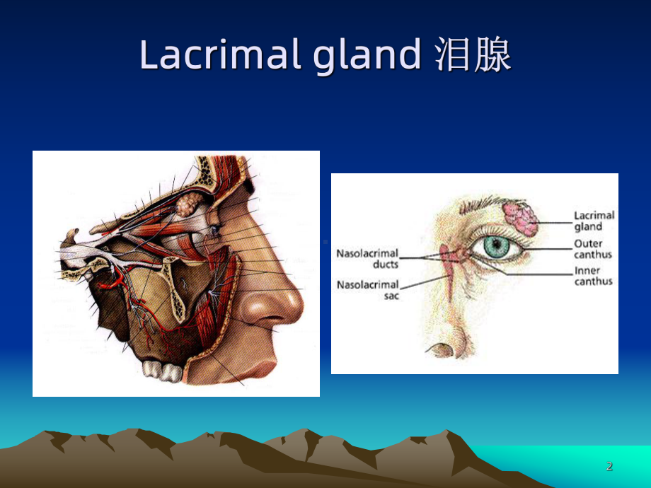 泪器疾病教学课件.ppt_第2页