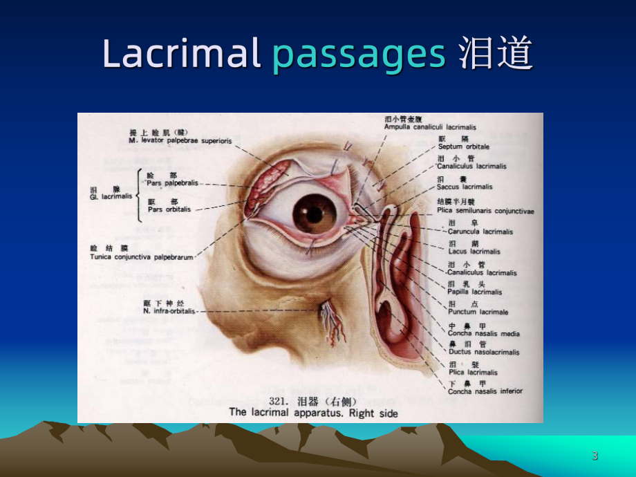 泪器疾病教学课件.ppt_第3页