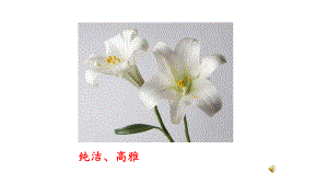 《百合花》课件高中语文(新课程标准)必修上册2.ppt