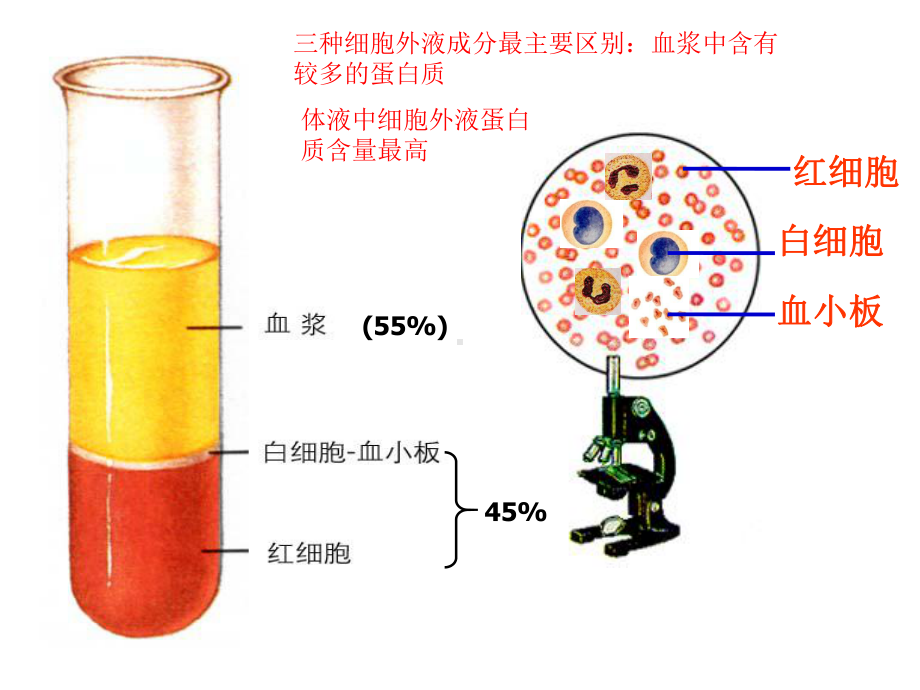 必修3：第一章人体的内环境与稳态复习课件.ppt_第3页