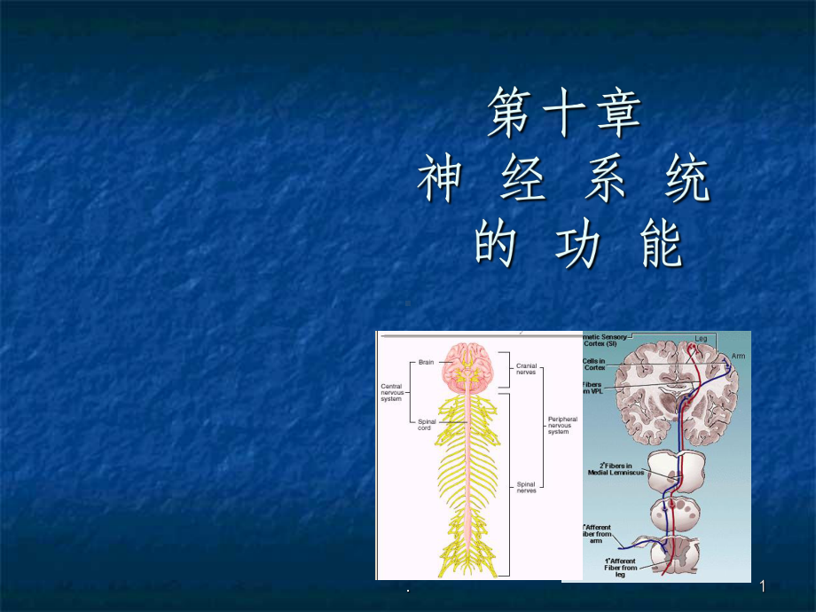 生理学神经系统课件.ppt_第1页