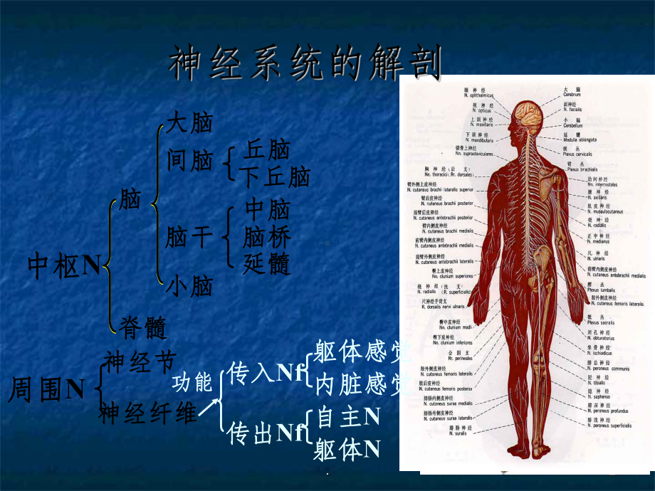 生理学神经系统课件.ppt_第2页