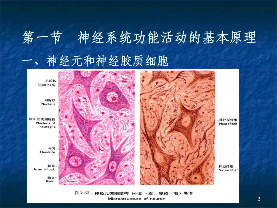 生理学神经系统课件.ppt_第3页