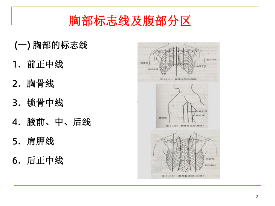 《消化系统》课件2.ppt_第2页