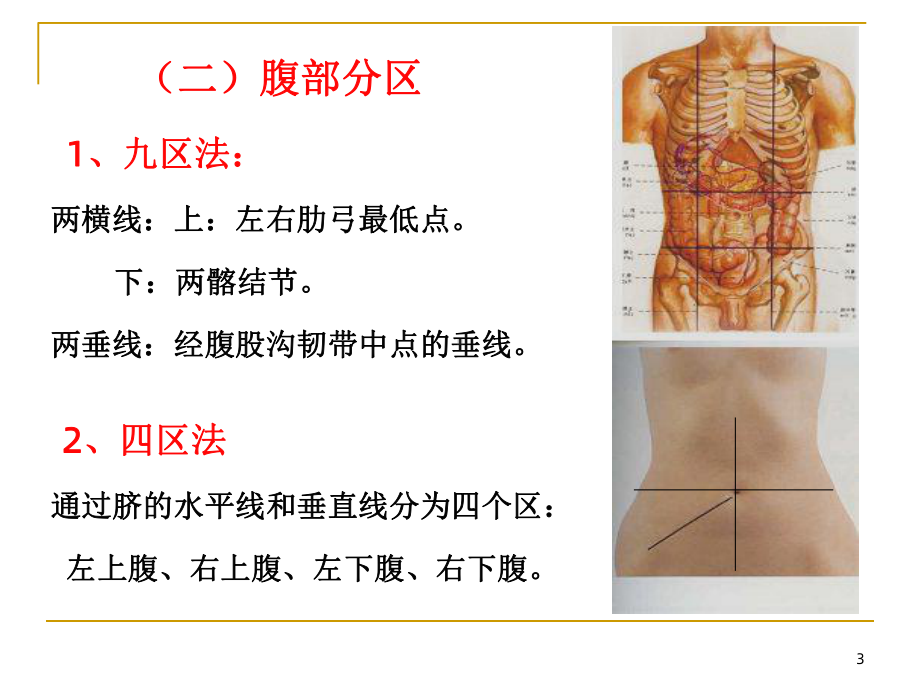 《消化系统》课件2.ppt_第3页