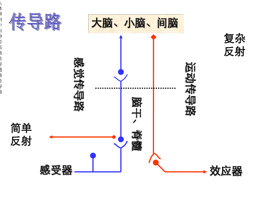 人体解剖中枢神经系统传导通路传导路.ppt_第3页