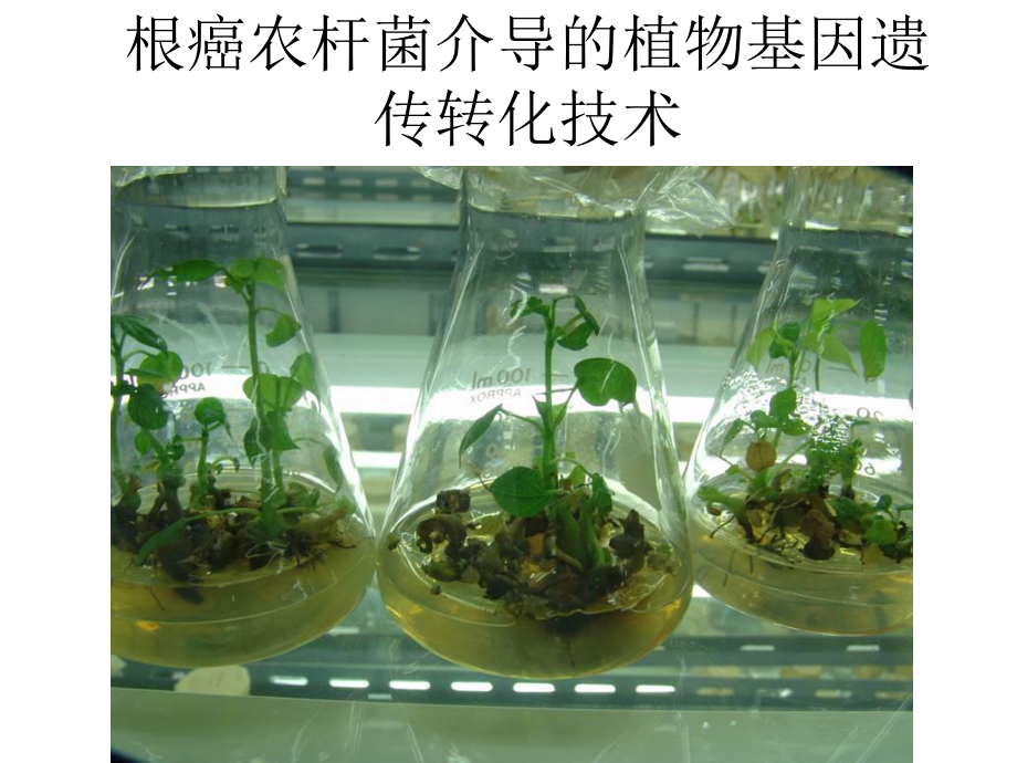 根癌农杆菌介导的植物基因遗传转化技术共36张课件.ppt_第1页