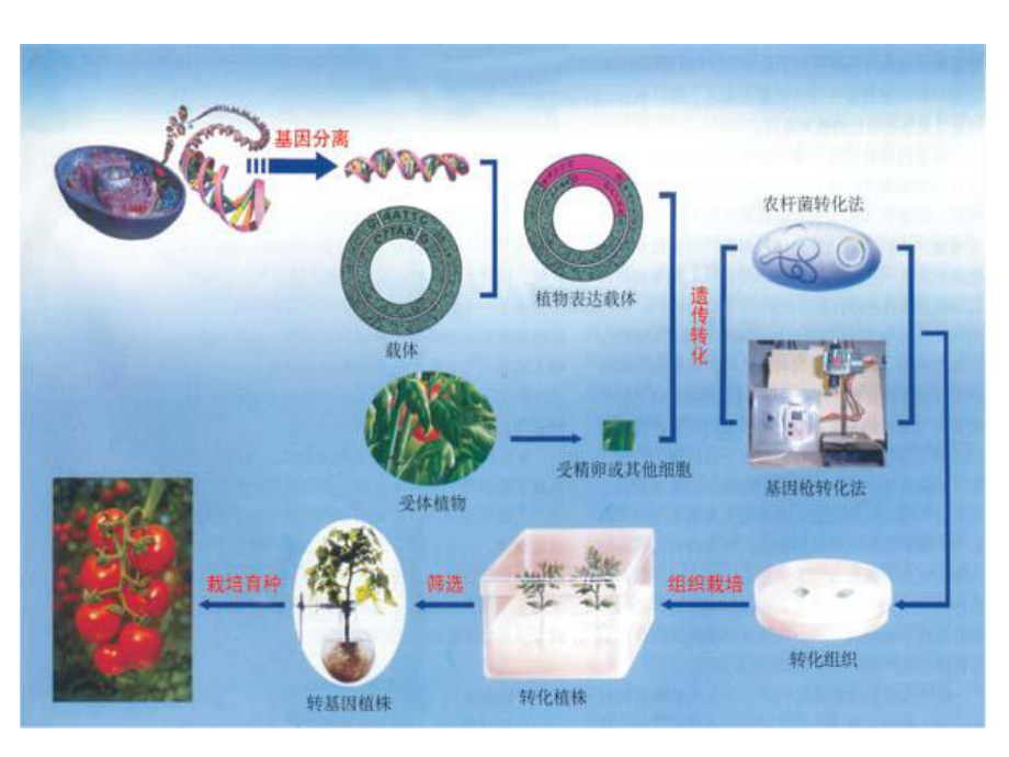 根癌农杆菌介导的植物基因遗传转化技术共36张课件.ppt_第2页