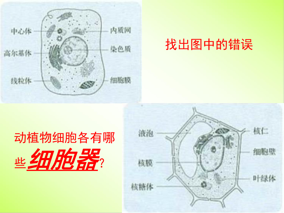 细胞的结构二轮复习课件.pptx_第3页