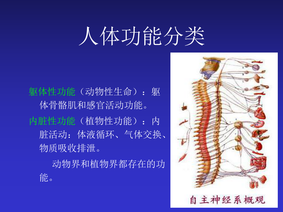 交感神经系统与b受体阻断剂课件医学.ppt_第3页