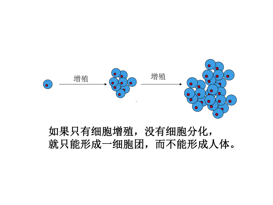 细胞分化干细胞(实用)课件.ppt_第3页