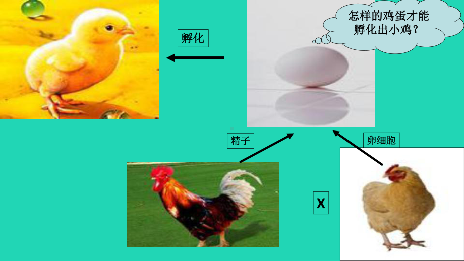 新人教版八年级生物下册基因在亲子代间的传递课件.ppt_第1页