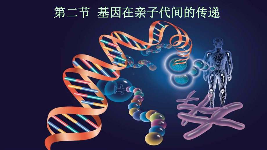 新人教版八年级生物下册基因在亲子代间的传递课件.ppt_第2页