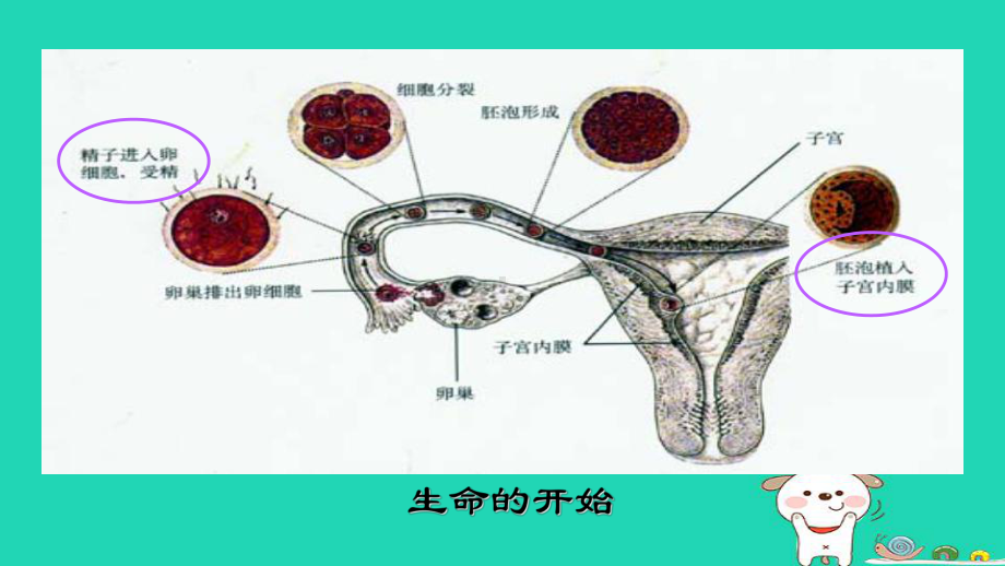 新人教版八年级生物下册基因在亲子代间的传递课件.ppt_第3页