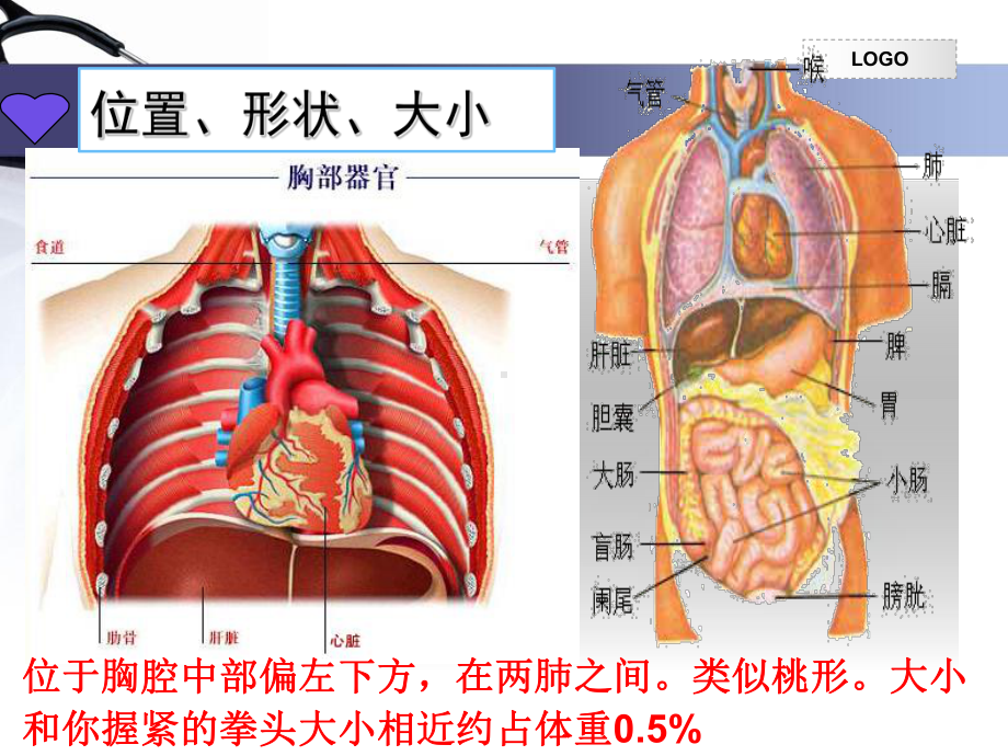 人教版七年级生物下册第四单元第四章《第三节输送血液的泵-心脏》课件(23张).ppt_第3页