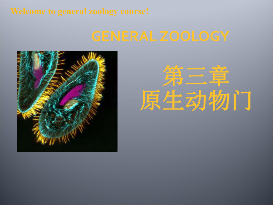 普通动物学课件第三章原生动物门.ppt_第1页