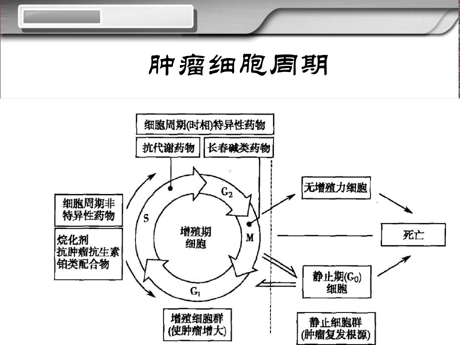 常见化疗药物用药顺序课件.ppt_第2页