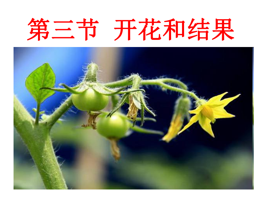 初中生物《开花和结果-(4)》教学课件.ppt_第2页