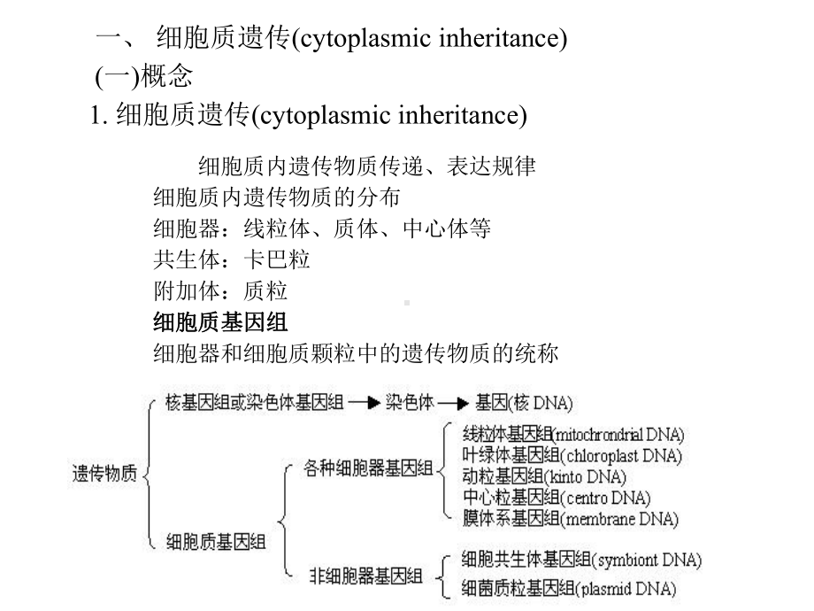 细胞质遗传课时课件.ppt_第2页