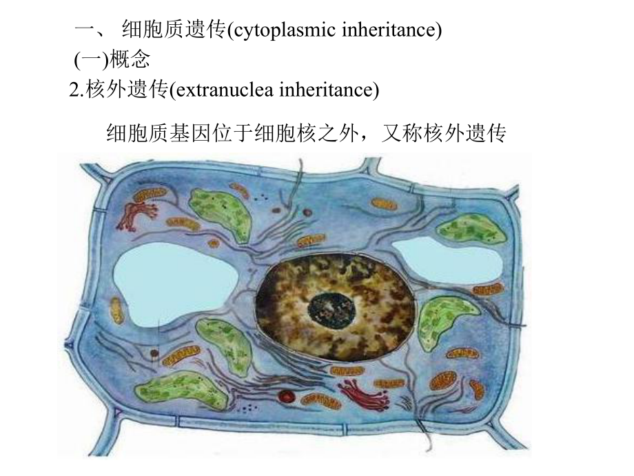 细胞质遗传课时课件.ppt_第3页