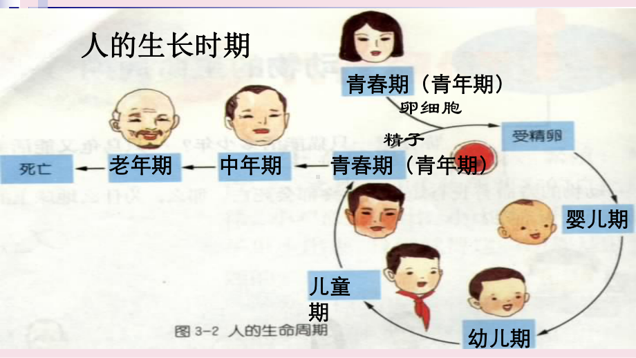 浙教版七年级下册科学动物的生长时期课件.ppt_第1页