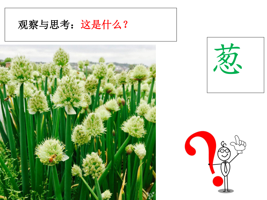 五年级下册科学生物的启示青岛版.ppt_第3页