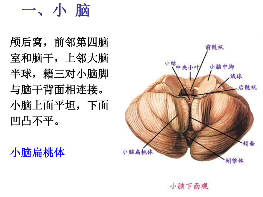 中枢神经系统：小脑、间脑、端脑.ppt_第3页