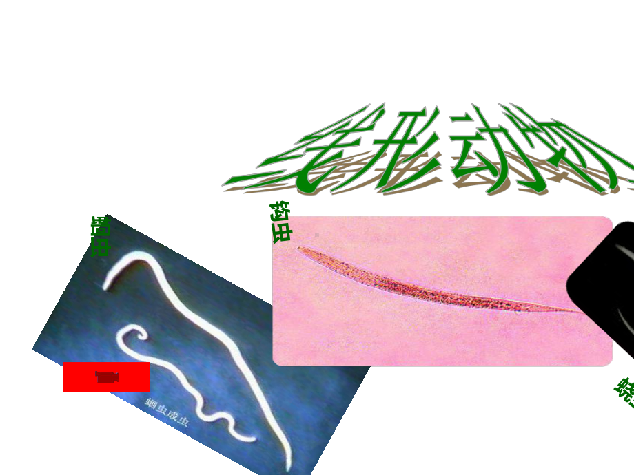 人教版初中八年级生物上册线形动物和环节动物课件-2.ppt_第2页