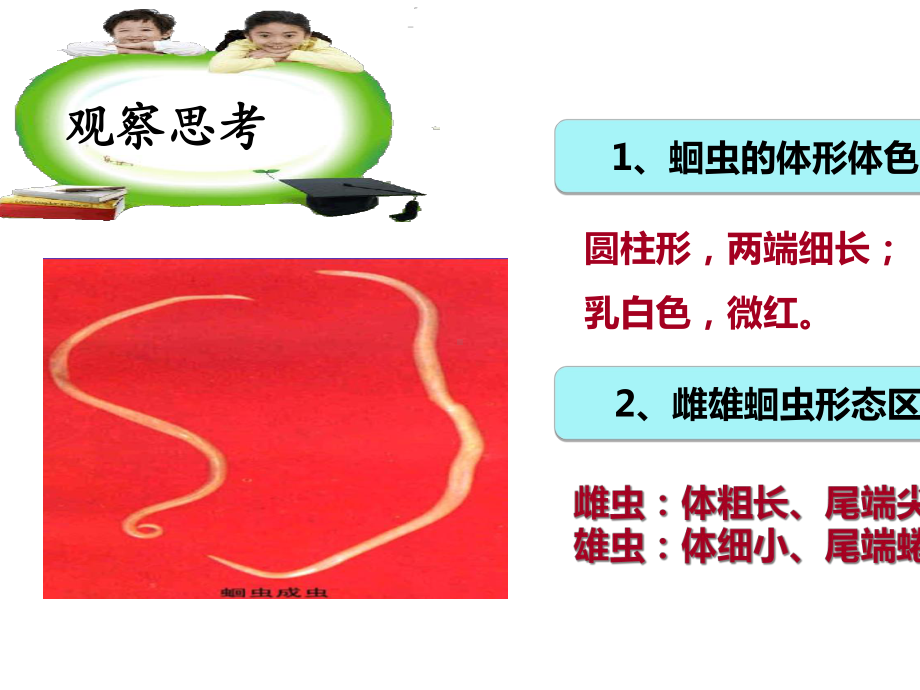 人教版初中八年级生物上册线形动物和环节动物课件-2.ppt_第3页