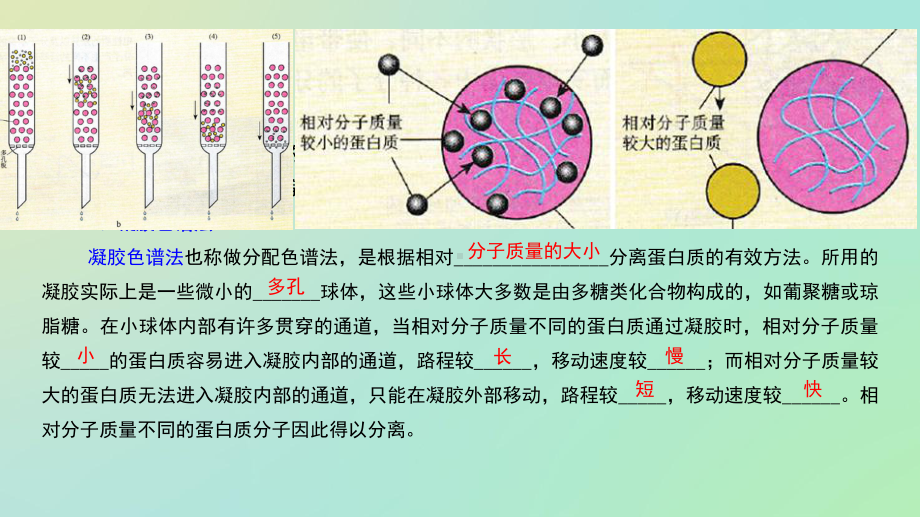 血红蛋白的提取和分离课件.pptx_第3页